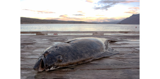 Min første kveitejakt i Steigen – en uke jeg aldri vil glemme
