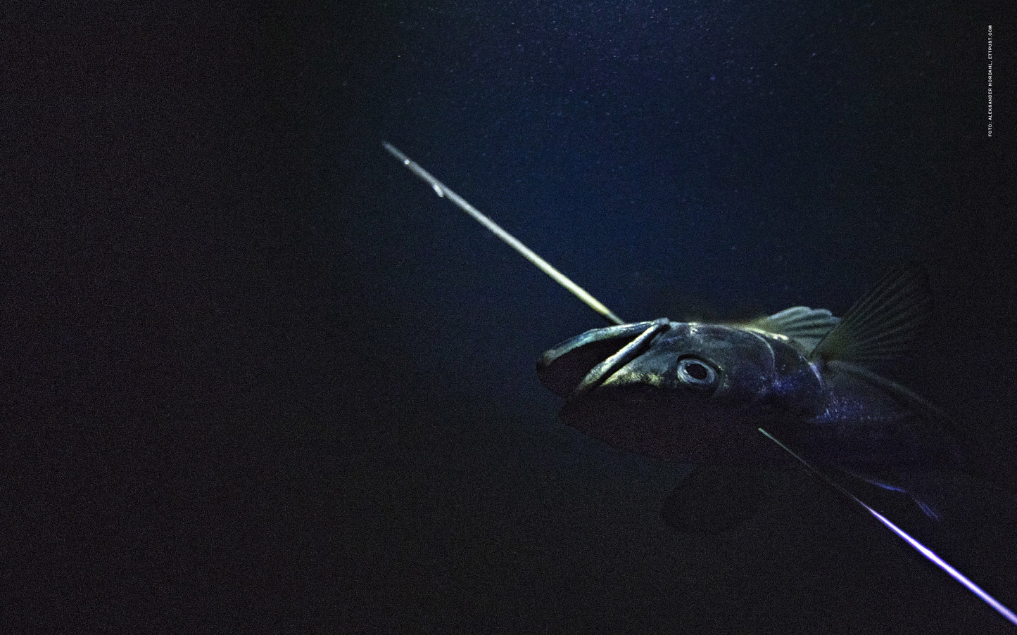 Hold pusten! En bibel for undervannsjegere